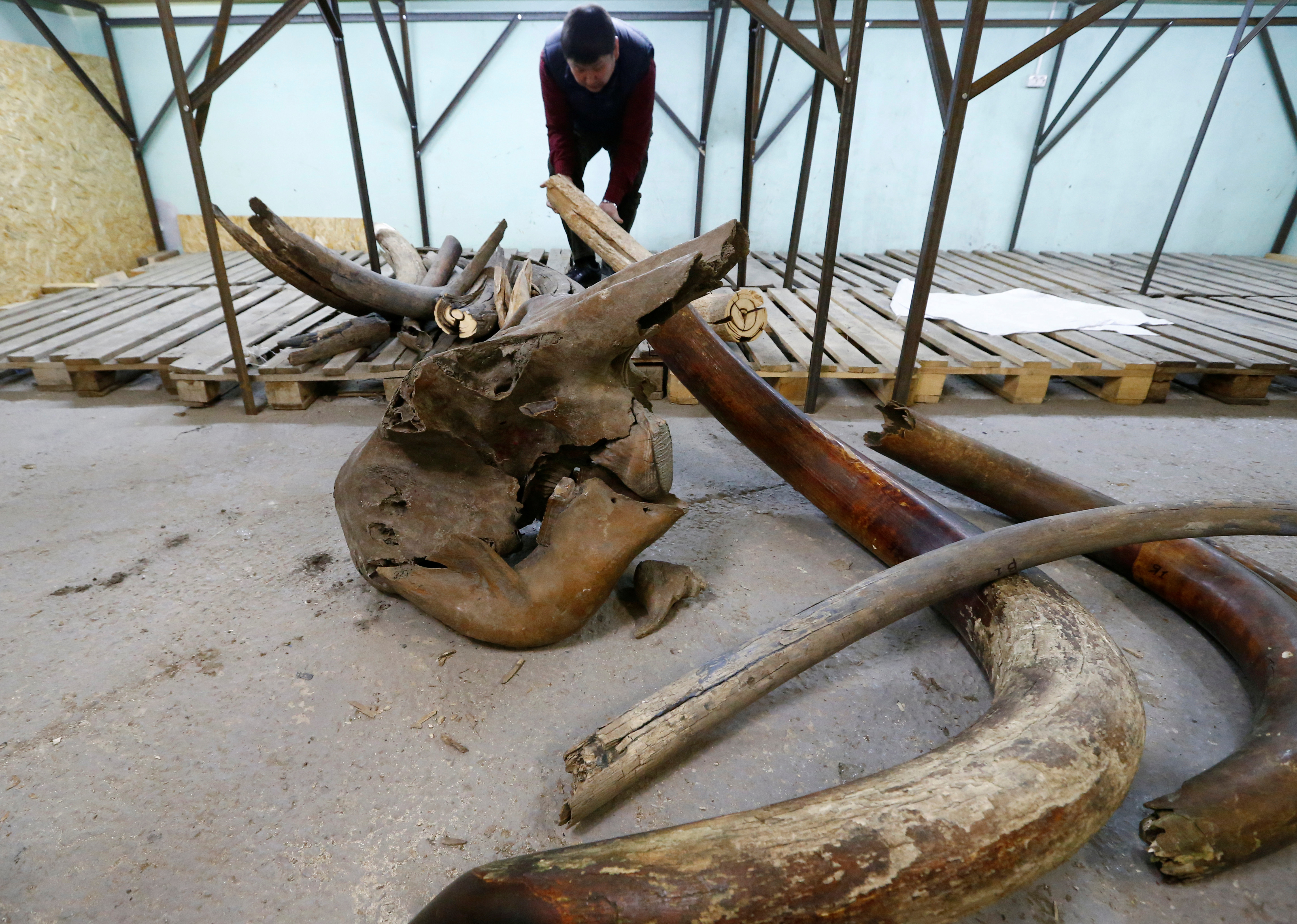 Бивни мамонта на частном складе предпринимателя из Якутска. Фото: Reuters/Sergei Karpukhin