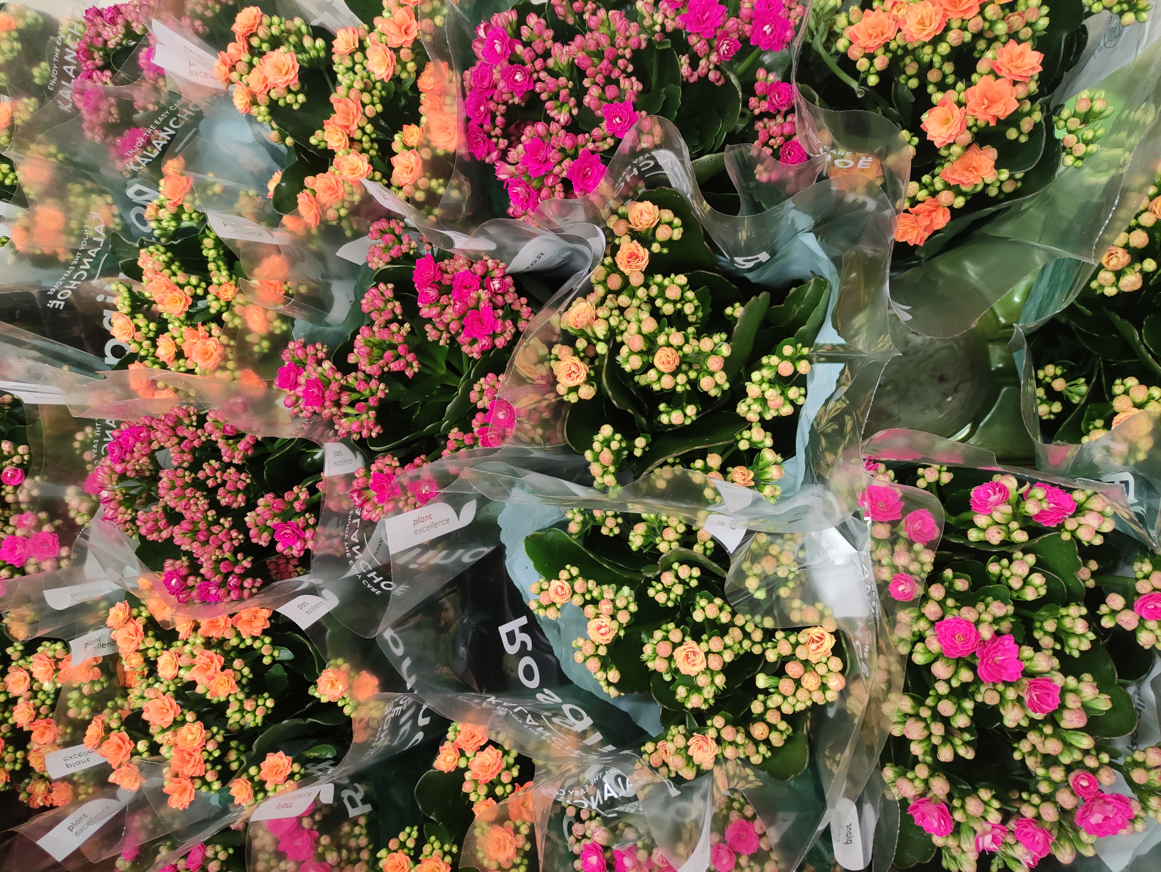 Доставка квітів акція,пропозиція,квіти Рівне,літній букет,ромашки, лілії,букет для мами, квіти, букет троянд, букет квітів, GIVEAWAY, 101троянда, сердечко, букет сердечко, доставка квітів рівне, рівне, імперія квітів