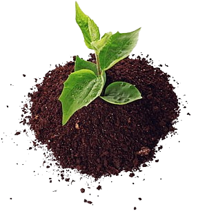 flower растение в земле