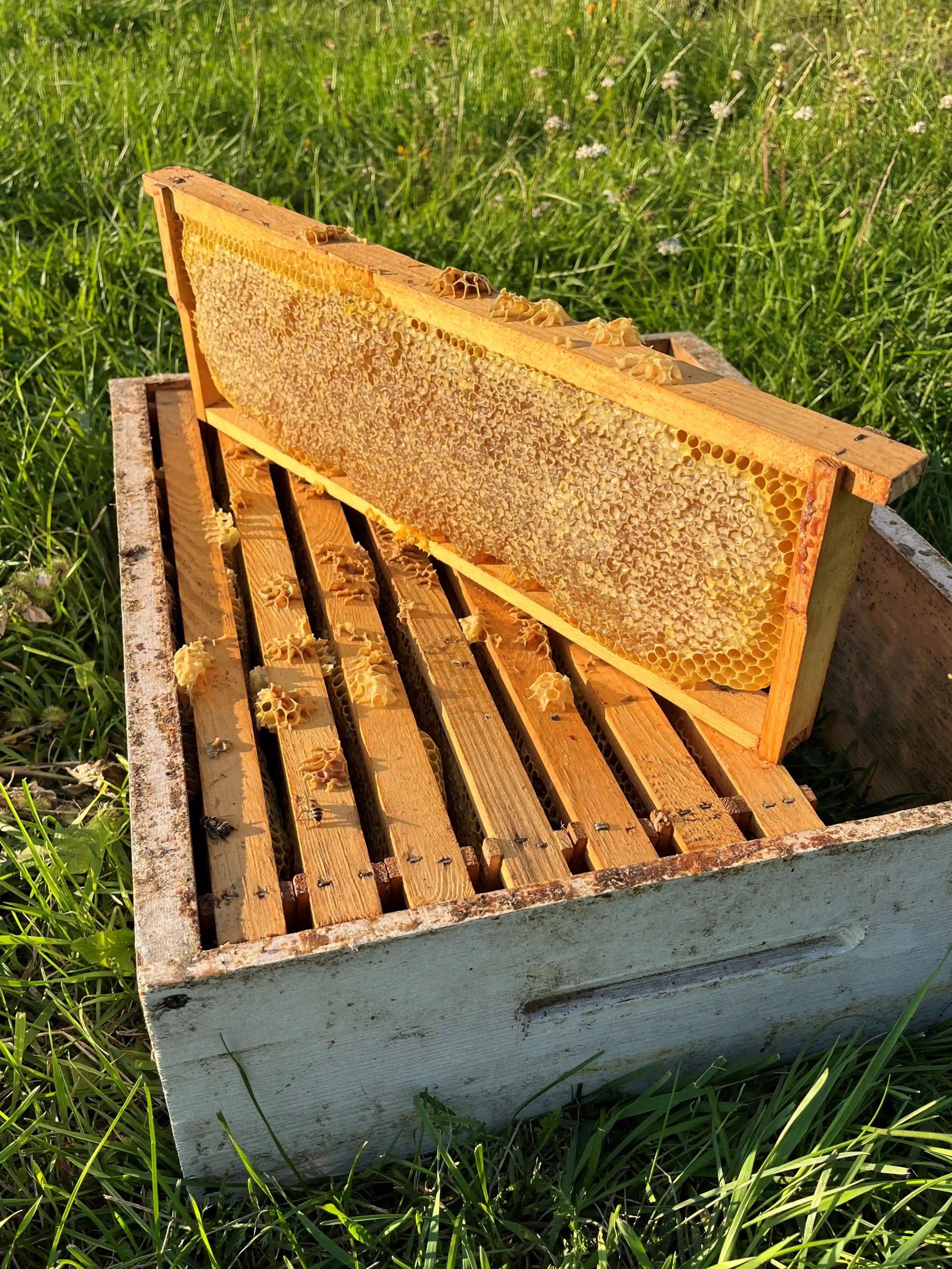 Паста Амосова, Амосов, лікар Амосов, доктор Амосов, вітамінна паста, витаминная паста, корисні солодощі, полезные сладости, курага, інжир, Микола Амосов, мед натуральний, мед, мёд натуральный, доставка всій Україні, подарунок, ідея подарунку, подарок, идея подарка, вигідна ціна, акція, знижка, выгодная цена, акция, скидка